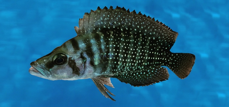 Altolamprologus calvus 'Kapampa'